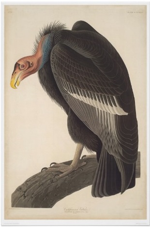 audubon_kalifornien_gam_2609a_print-r3314c909cefa445fb869f3051acbb0ad_aidel_8byvr_512