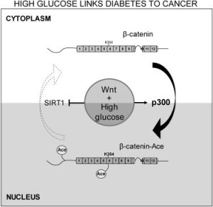 Grafical_Abstract_v1