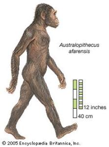 afarensis