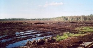 skaftesmyr