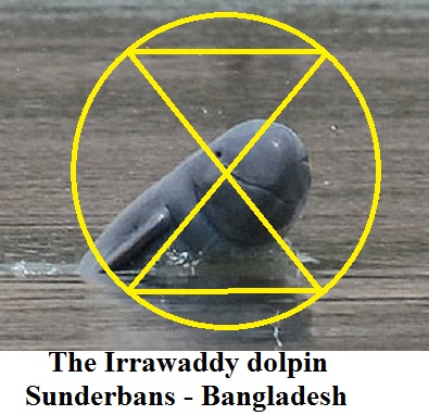 irrawaddy_dolphin_1_361870
