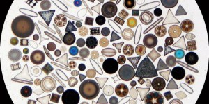 KiselalgerWikimedia-Commons-700x350