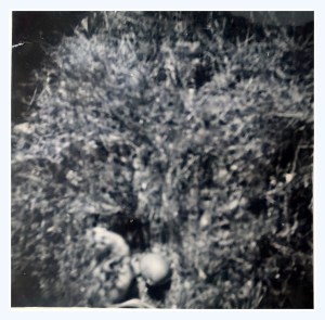 WP_20150402_15_25_03_Pro ägg-3