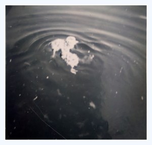 WP_20150402_15_25_27_Pro ägg-8