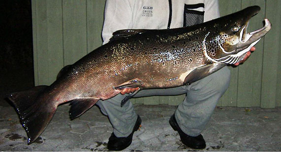 Laxinghane-Foto-Mörrums-Kronolaxfiske