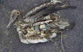 fågel-plast-i-magen