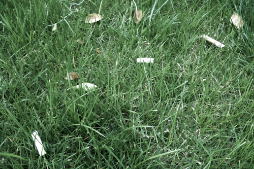 wpid-2011-04-17-cigaretter-1