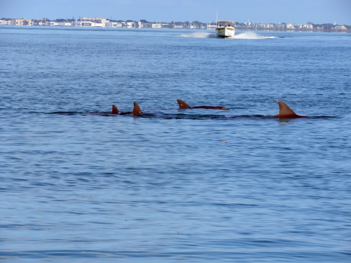 delfinermotbåt