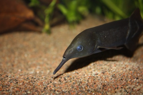 gnathonemus_petersii_05